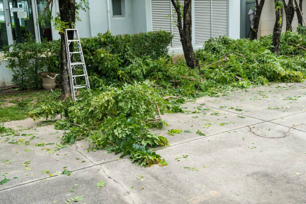 Why Choose Our Tree Removal Services in Buffalo, TX?